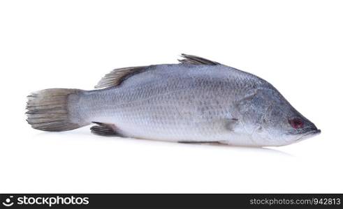 seabass or barramundi fish on white background