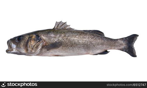 Seabass robalo fish wild big size. Seabass robalo fish wild big size sea bass isolated in white