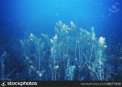 Seabed with algae and corals in troubled waters