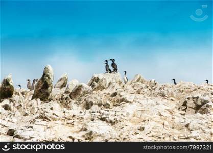 Seabirds on the rockface in the Ballestas island, natural park. Peru