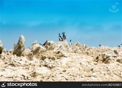 Seabirds on the rockface in the Ballestas island, natural park. Peru