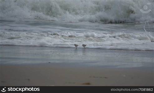 Seabirds race along the beach