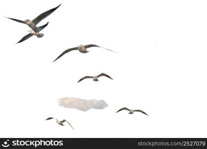 Seabirds Seagulls flying on white background.