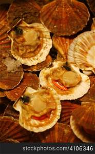 Seafood Shells