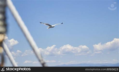 Seagul flying near the ship in greece