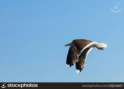 seagul seaside bird flying above blue sky