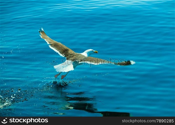 seagul seaside bird flying above blue sky, landing