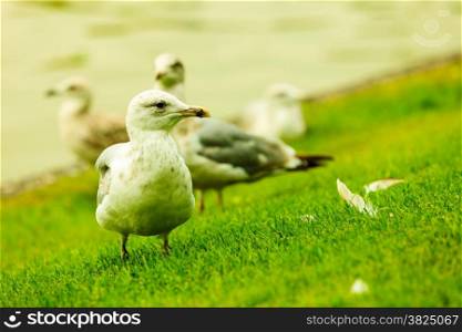 seagul seaside bird on sea shore walking on green grass