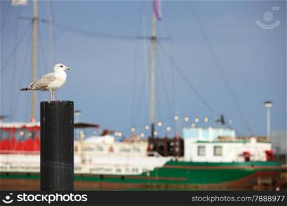 seagul seaside bird sitting on tube at the sea ocean blue sky port in the background