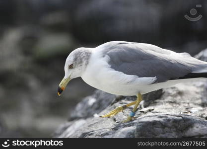 Seagull