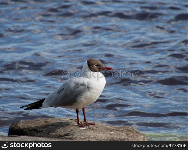 Seagull