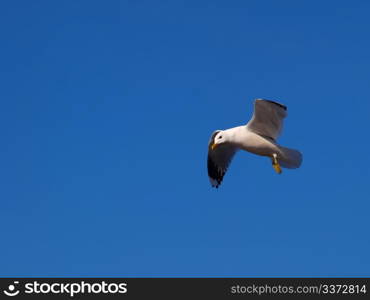 Seagull. A seagull looking for food below towards blue sky