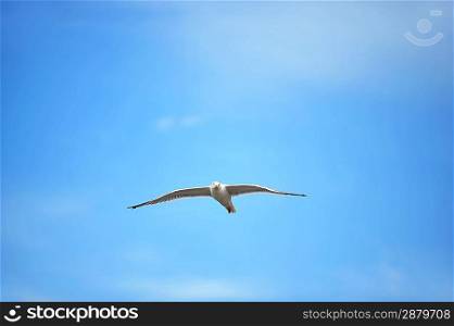 Seagull against blue sky and clouds