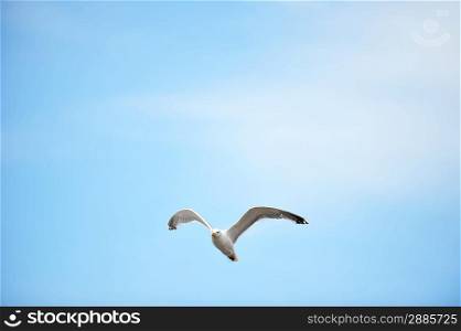 Seagull against blue sky and clouds