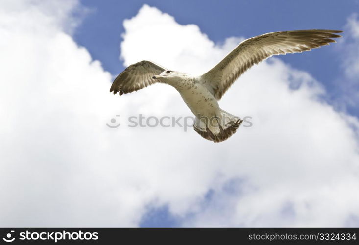 Seagull, alert and head cocked to the side, hovers high on the wind against a blue sky with puffy white cumulus clouds