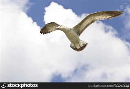Seagull, alert and head cocked to the side, hovers high on the wind against a blue sky with puffy white cumulus clouds