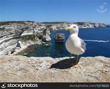 seagull and limestone cliffs, mediterranean sea, view from Bonifacio. Corsica Island, France