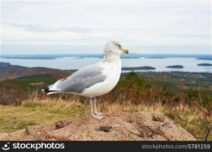 Seagull at Acadia National Park, Maine, USA.