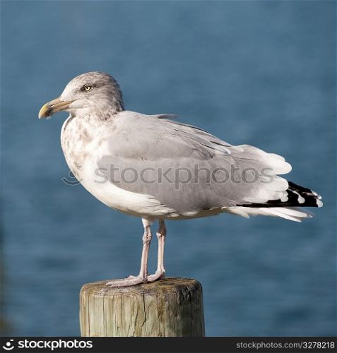 Seagull at Sag Harbor in the Hamptons