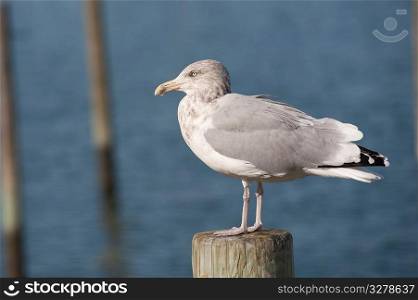 Seagull at Sag Harbor in the Hamptons