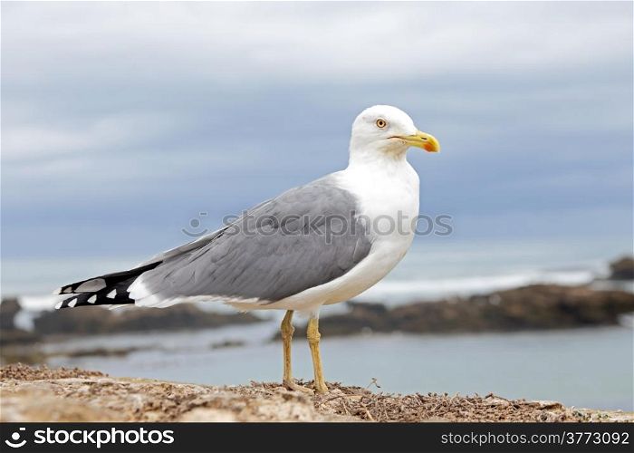 Seagull at the atlantic ocean