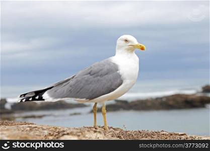 Seagull at the atlantic ocean
