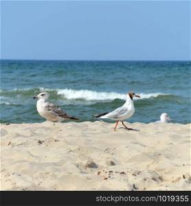 Seagull at the baltic sea