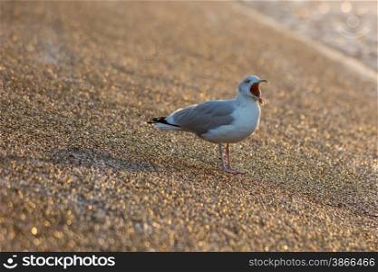 seagull at the seafront at sunset
