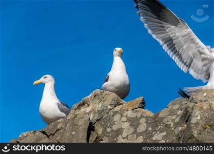 Seagull at USA Pacific coast