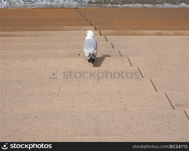 Seagull bird animal. Gull seabird aka Seagull or Mew bird animal