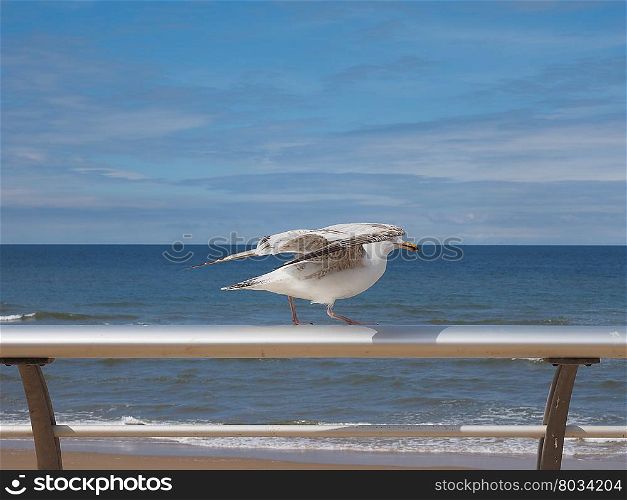 Seagull bird animal. Gull seabird aka Seagull or Mew bird animal