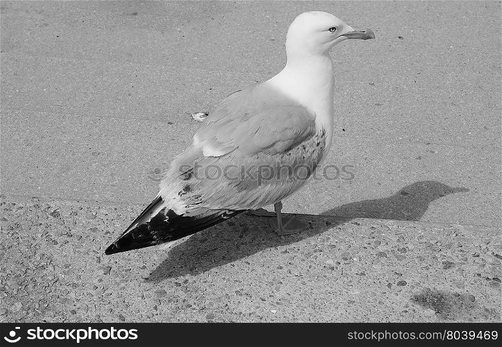 Seagull bird animal. Gull seabird aka Seagull or Mew bird animal in black and white
