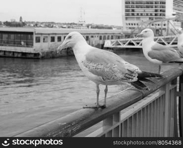 Seagull bird animal. Gull seabird aka Seagull or Mew bird animal in black and white