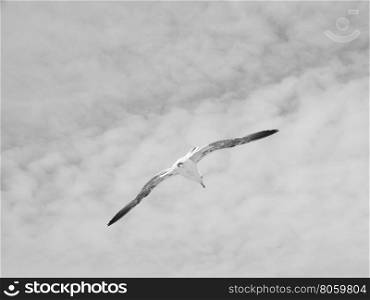 Seagull bird animal. Gull seabird aka Seagull or Mew bird animal in black and white