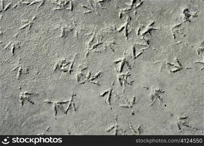 Seagull bird footprint on concrete, pattern gray texture