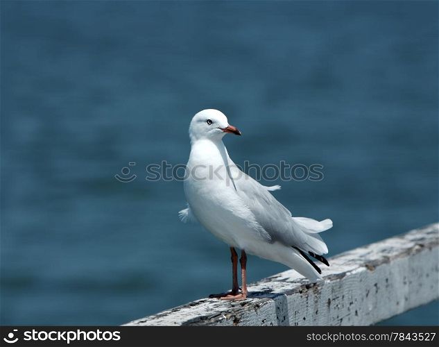 Seagull Bird. Seagull at the coast