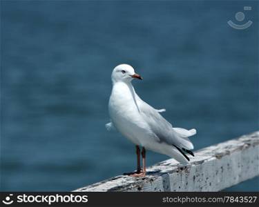 Seagull Bird. Seagull at the coast