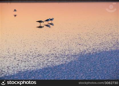 Seagull birds on sunset Genichesk pink extremely salty lake (colored by microalgae with crystalline salt depositions), Ukraine.