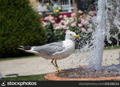 seagull by the fountain in the rose garden