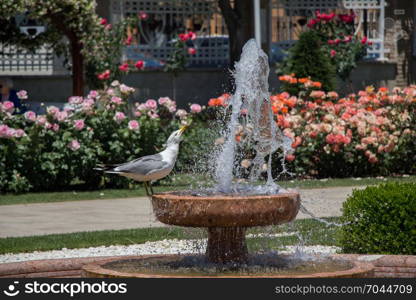 seagull by the fountain in the rose garden