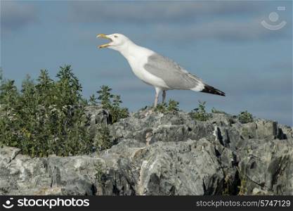 Seagull calling at coast, Lake of The Woods, Ontario, Canada