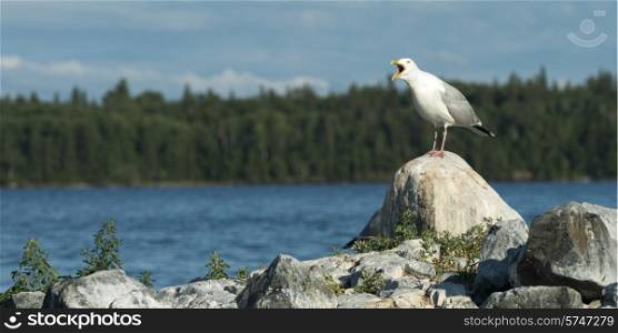 Seagull calling on a rock, Kenora, Lake of The Woods, Ontario, Canada