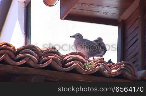 Seagull chicken on the roof