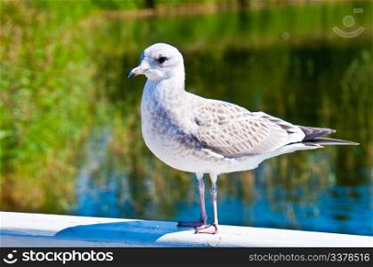 Seagull. closeup of a seagull standing on a wooden railing