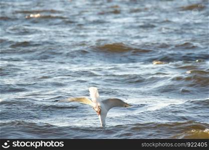 Seagull diving for fish into the Baltic sea waters on sunny summer day