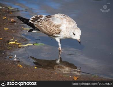 Seagull drinking water from the river