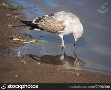 Seagull drinking water from the river