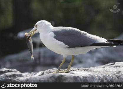 Seagull eating a fish