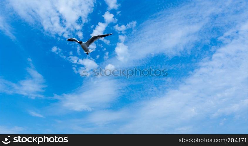 seagull flies against the blue sky and clouds closeup