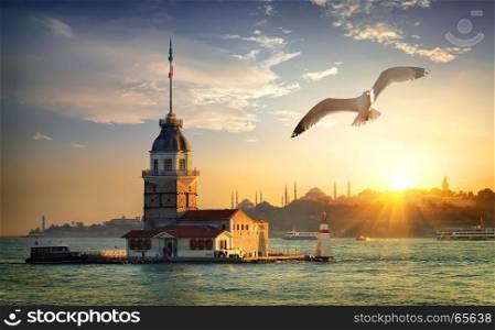 Seagull fliying near Maiden's Tower in Istanbul at sunset, Turkey